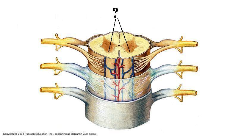 <p><span><span>Identify the indicated structure (be specific)</span></span></p>