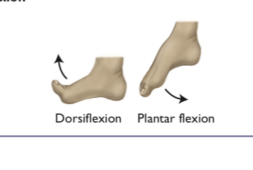 <p>the backward bending and contracting of your hand or foot</p>