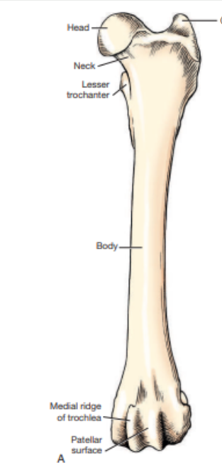 <p>What view of the femur is this? </p>