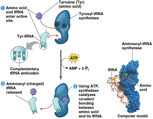 <p>first: aminoacyl-tRNA synthetase correctly matches tRNA with amino acid </p><p>second: correct match between tRNA anticodon and mRNA codon </p>
