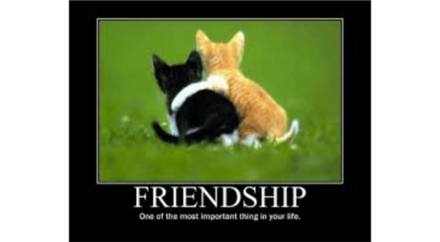 <p>la amistad</p>