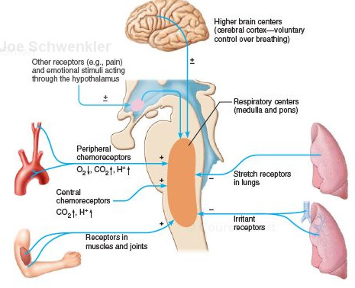 <p>What is a chemoreceptor?</p>