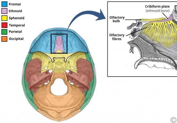 <p>Ethmoid</p>