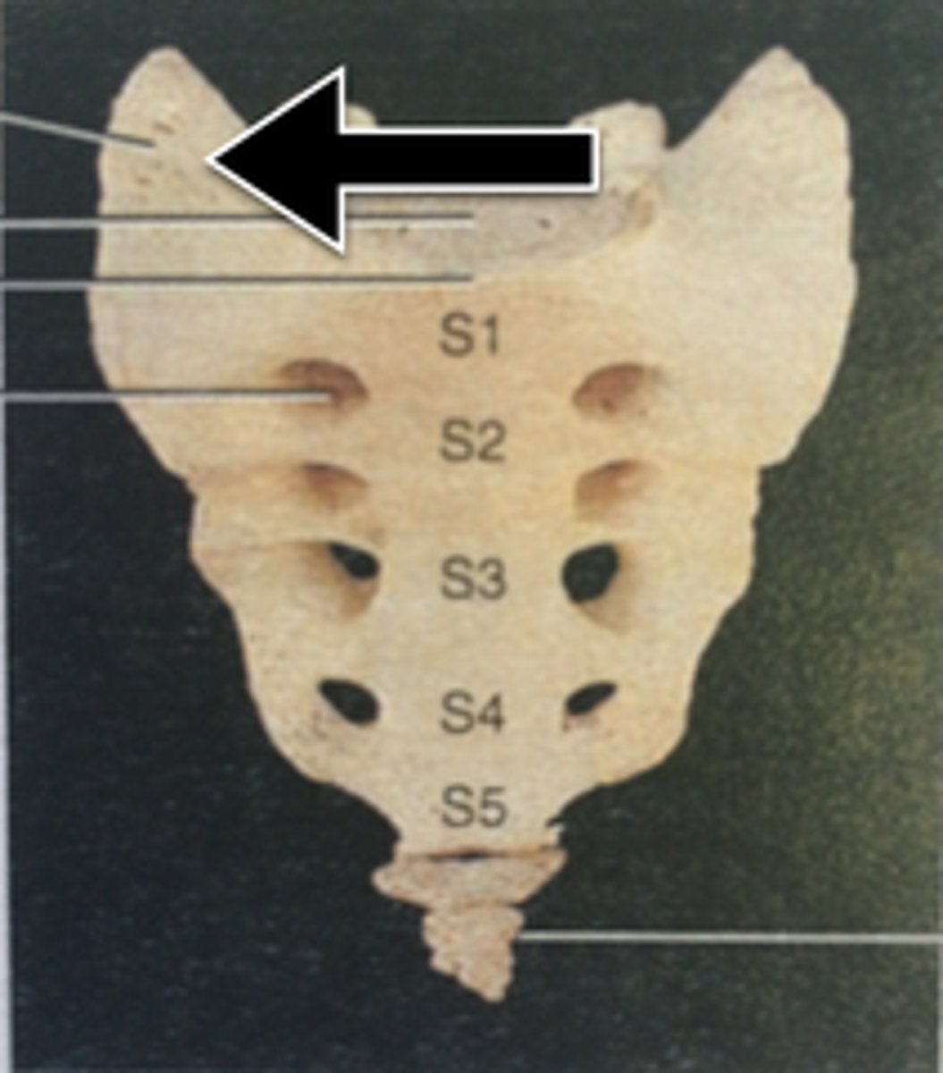 <p>the sides/wings of the sacrum</p>