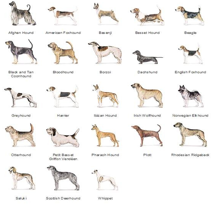 <p>Hounds breed group</p>