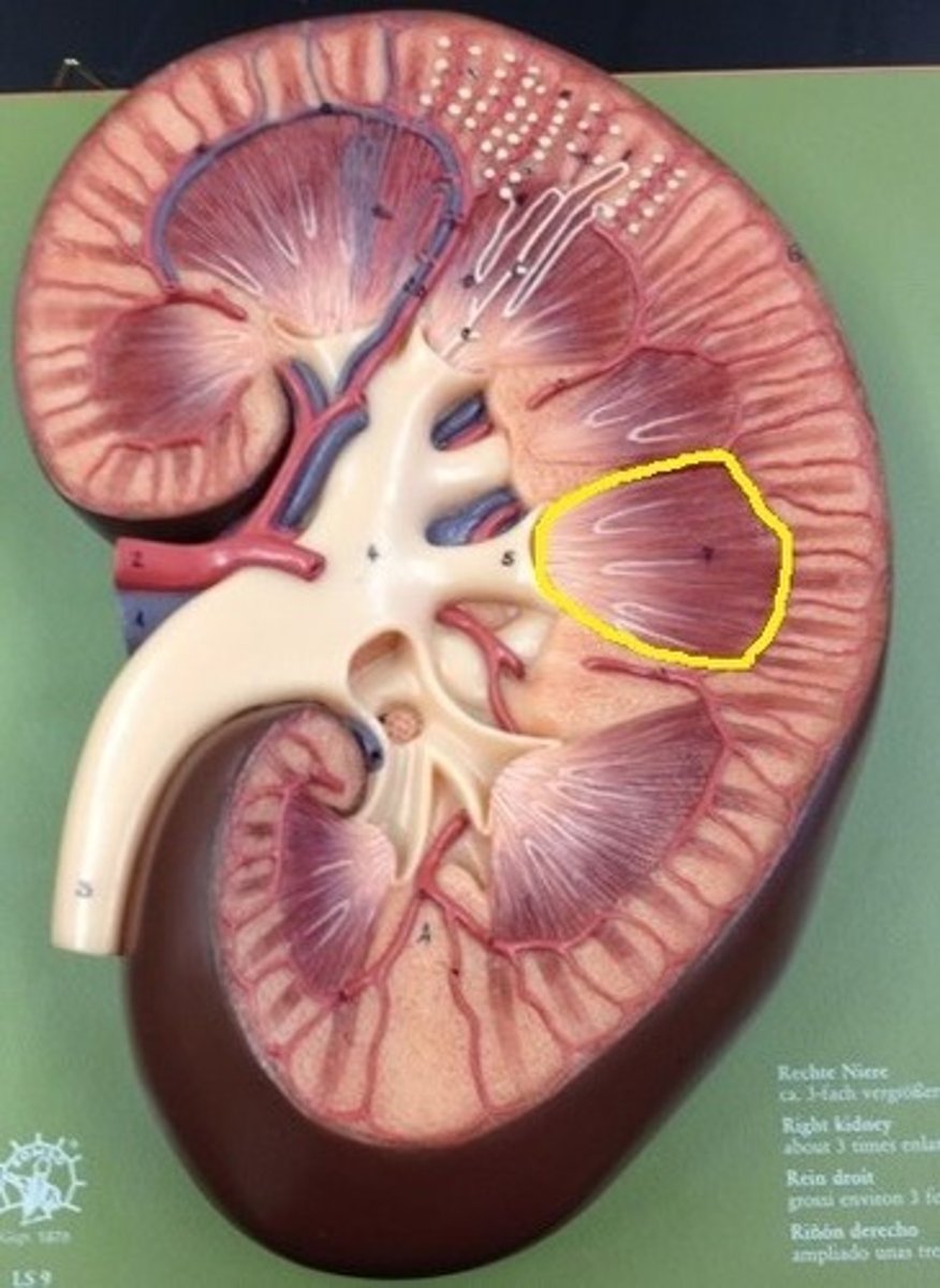 <p>collect and transport urine produced by the nephrons within the kidney medulla</p>