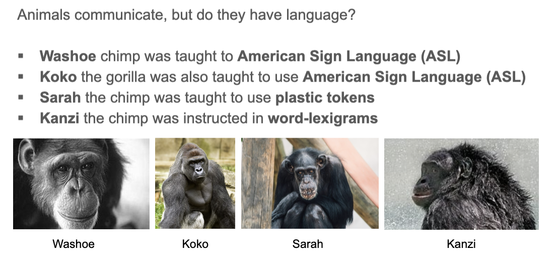 <ul><li><p><strong>Washoe</strong>, the chimp, was taught to <strong>American Sign Language (ASL)</strong></p></li><li><p><strong>Koko</strong>, the gorilla, was also taught to use <strong>American Sign Language (ASL)</strong></p></li><li><p><strong>Sarah</strong>, the chimp, was taught to use <strong>plastic tokens</strong></p></li><li><p><strong>Kanzi</strong>, the chimp, was instructed in <strong>word-lexigrams</strong></p></li></ul><p></p>