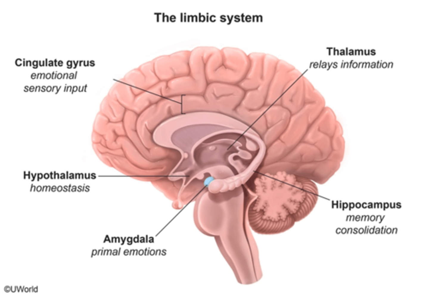 <p><span class="bgB">cingulate gyrus:</span> emotional sensory input</p>