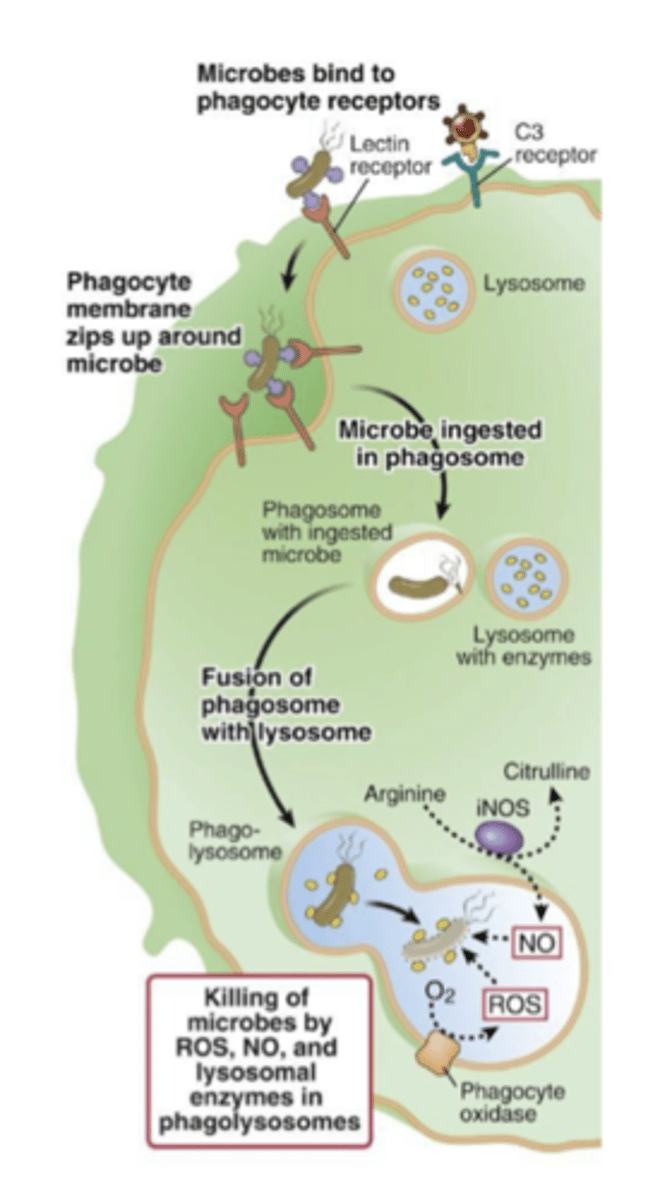 <p>1) Phagocyte detects microbe via PRR, complement, or Ab, and extends pseudopodia to engulf microbe. </p><p>2) Membrane invaginates forming an inside out vesicle called a phagosome </p><p>3) The phagosome fuses with a lysosome to form a phagolysosome. The lysosome contains the toxic molecules that degrade microbes.</p><p>4) The chemicals in the phagolysosome activate and digest the microbe.</p>