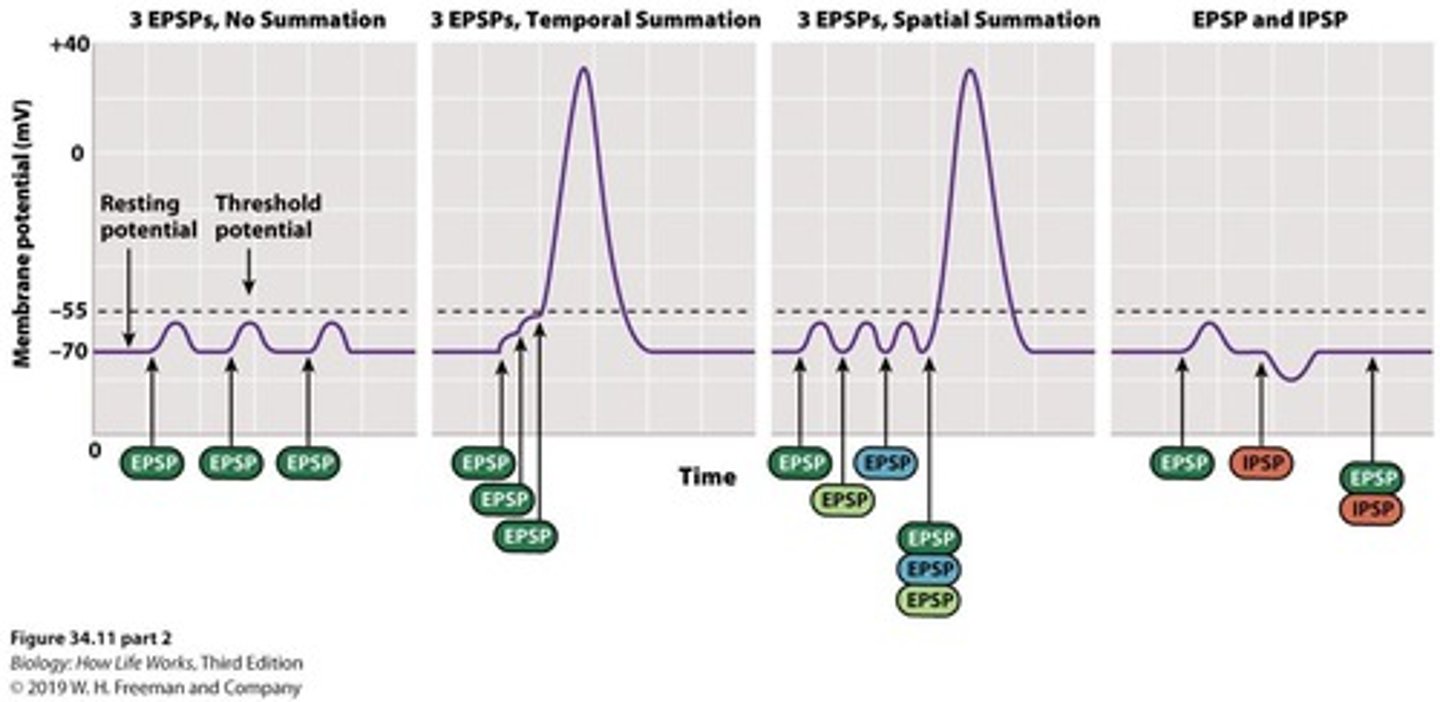 <p>They either open ligand-gated K+ channels (allowing K+ to exit) or Cl- channels (allowing Cl- to enter), leading to hyperpolarization.</p>