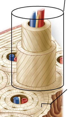 <p></p><p></p><p>The functional unit of compact bone composed of concentric lamellae and a central canal</p><p>Lamellae (collagen fibers) are parallel</p><p>Each level the Lamellae parallel an opposite way creating a pattern </p><p>Inorganic crystals deposited in between the collagen fibers</p>