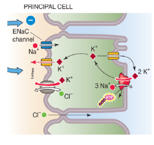 <ol><li><p><span><span>Na⁺ Reabsorption: Na⁺ enters principal cells via ENaC channels, following its electrochemical gradient.</span></span><br></p></li><li><p><span><span>Na⁺/K⁺ ATPase: pump moves 3 Na⁺ out / 2 K⁺ in → maintaining low intracellular Na⁺ and high K⁺.</span></span><br></p></li><li><p><span><span>Electrochemical Gradient: This active transport creates positive Voltage inside Cell/ and Less Positive in Tubular Lumen </span></span></p></li><li><p><span><span>K⁺ Secretion: lumen-negative potential drives K⁺ efflux into the tubular fluid through apical K⁺ channels</span></span></p></li></ol><p></p>