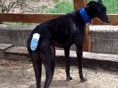 <p>What kind of bandage is this?</p>