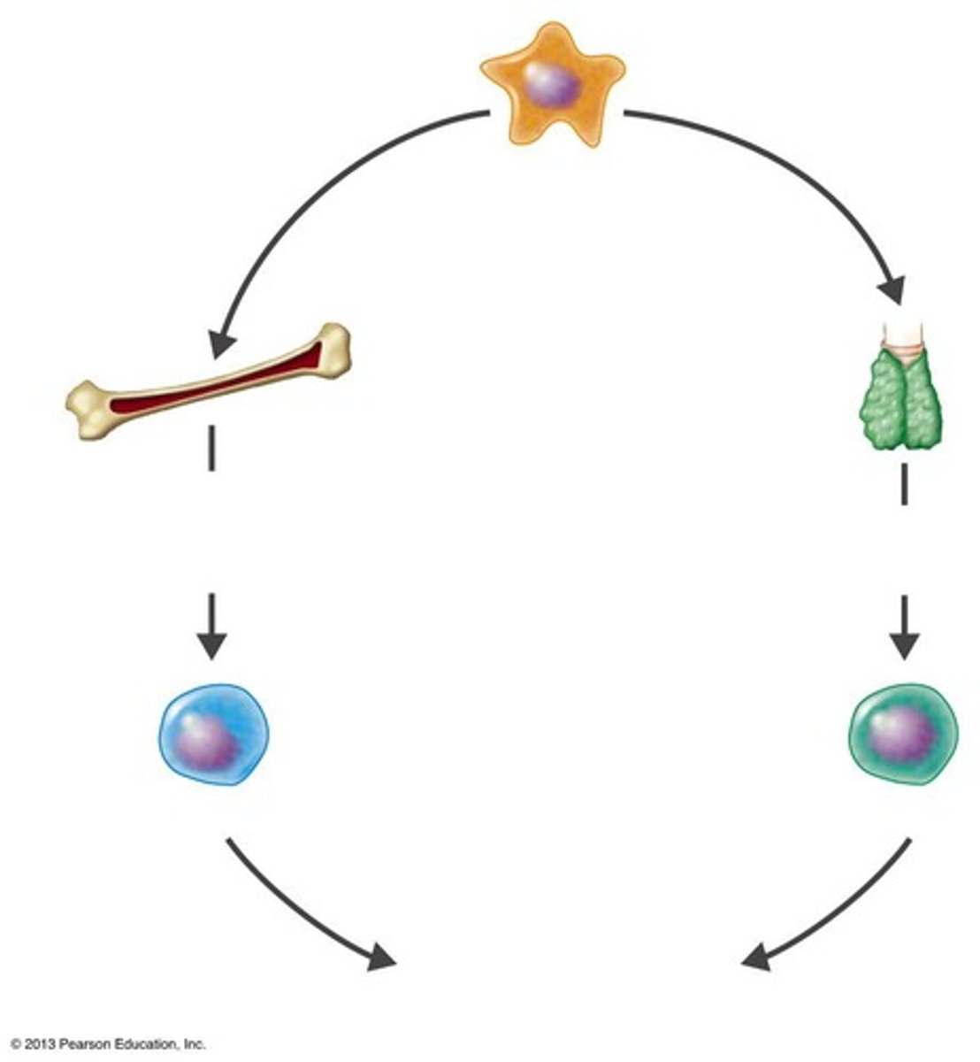 <p>Stem cells develop in bone marrow or in fetal liver.</p>