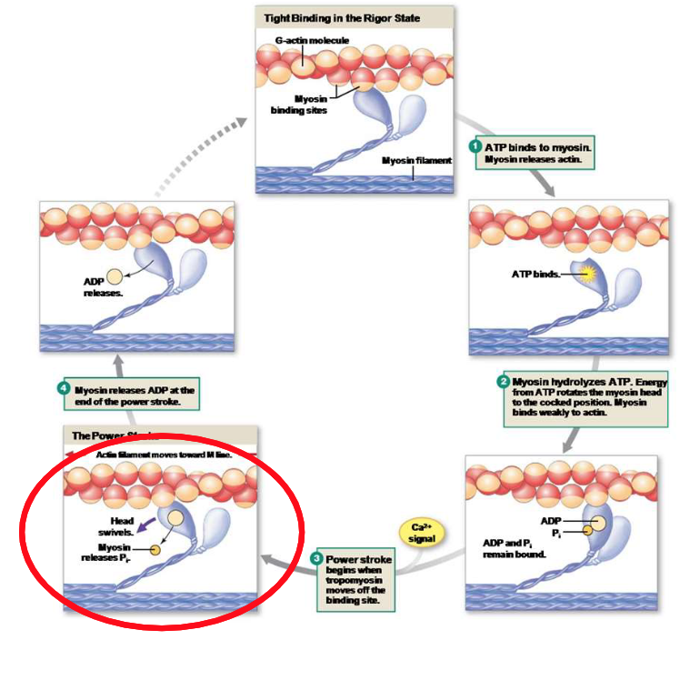 <p>Explain the third step of the crossbridge cycle.</p>