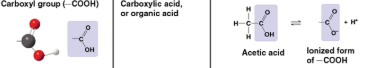 <p>Carboxyl</p>