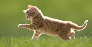 <p>die Katze </p>