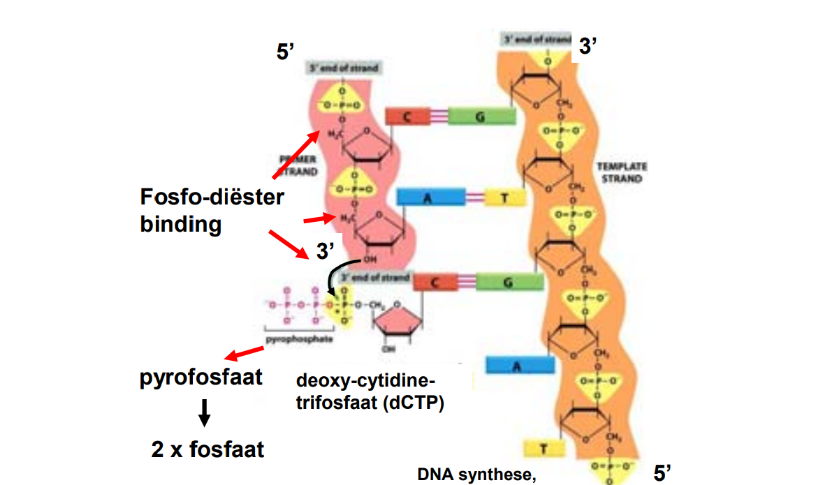 enzym dat deoxyribose-fosfaat binding in de DNA keten maakt; werkt in de 5' --> 3' richting. 