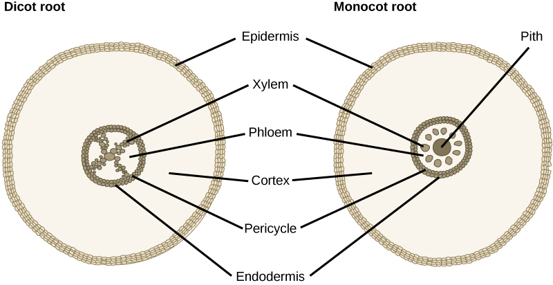 Monocot and Dicot roots (You only need to recognise the xylem,Phloem, Cortex and Epidermis)