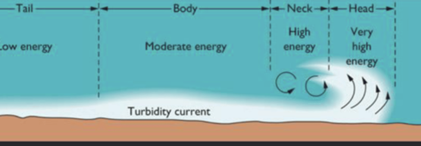 <p>Head: v. high energy, erodes bottom</p><p>Body: lower energy, larger grains deposit</p><p>Tail: v. low energy, finer grains settle</p>