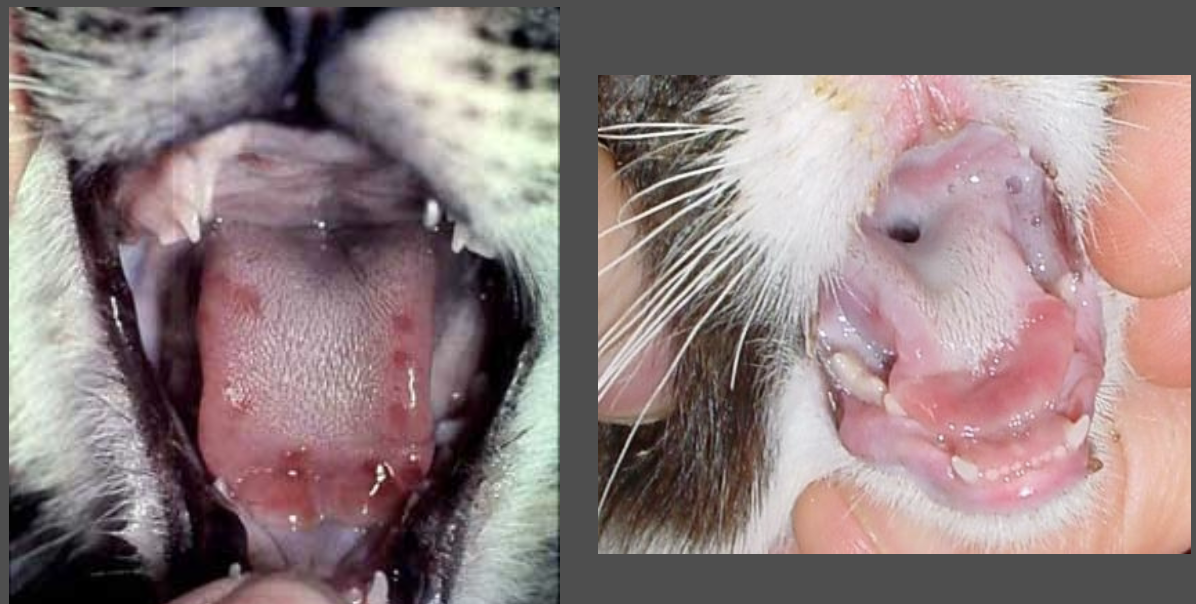 <ol><li><p>Fever, oculonasal discharge conjunctiva</p></li><li><p>Hallmark signs: oral erosions and ulcerations</p></li><li><p>High morbidity, low mortality</p></li></ol><p></p>