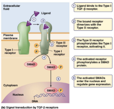 <ul><li><p>when a <mark data-color="blue">ligand binds to the Type I receptor</mark>, the receptor dimerizes (splits into two parts) with Type I and Type II</p></li><li><p><mark data-color="blue">Type II receptor phosphorylates the Type I </mark>receptor to activate it</p></li><li><p>activated Type I <mark data-color="blue">phosphorylates SMAD protein</mark>, which when activated, <mark data-color="blue">enters the nucleus and regulates gene expression</mark></p></li></ul>