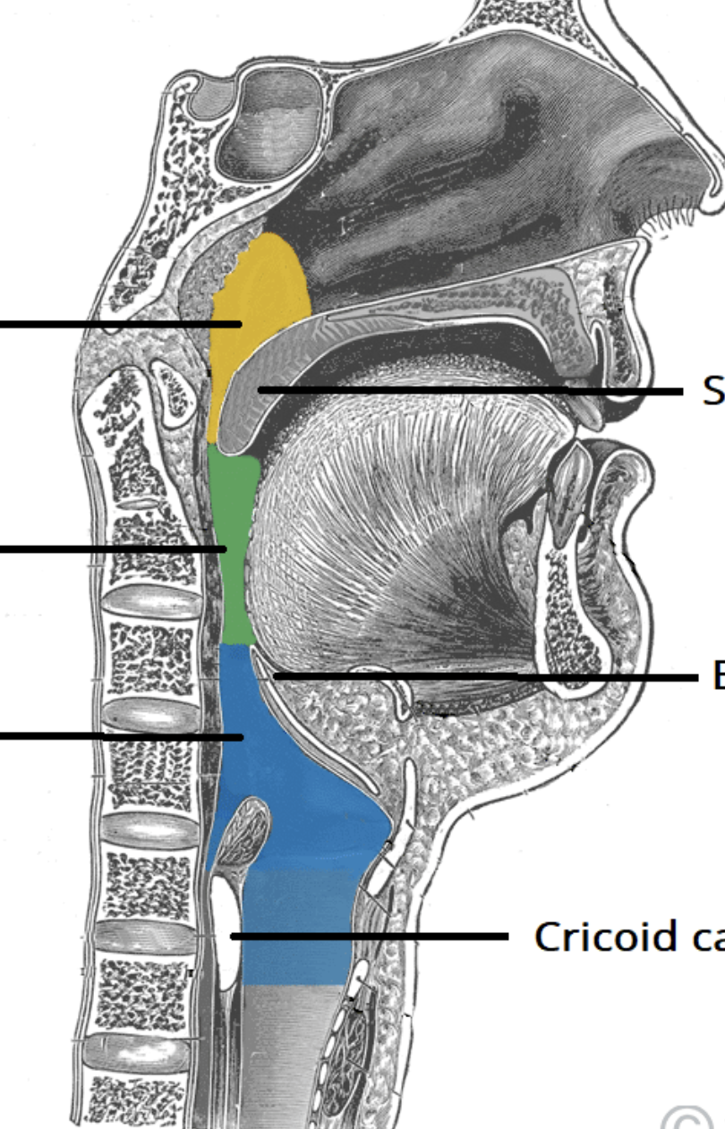 <p>what are the regions of the pharynx</p>