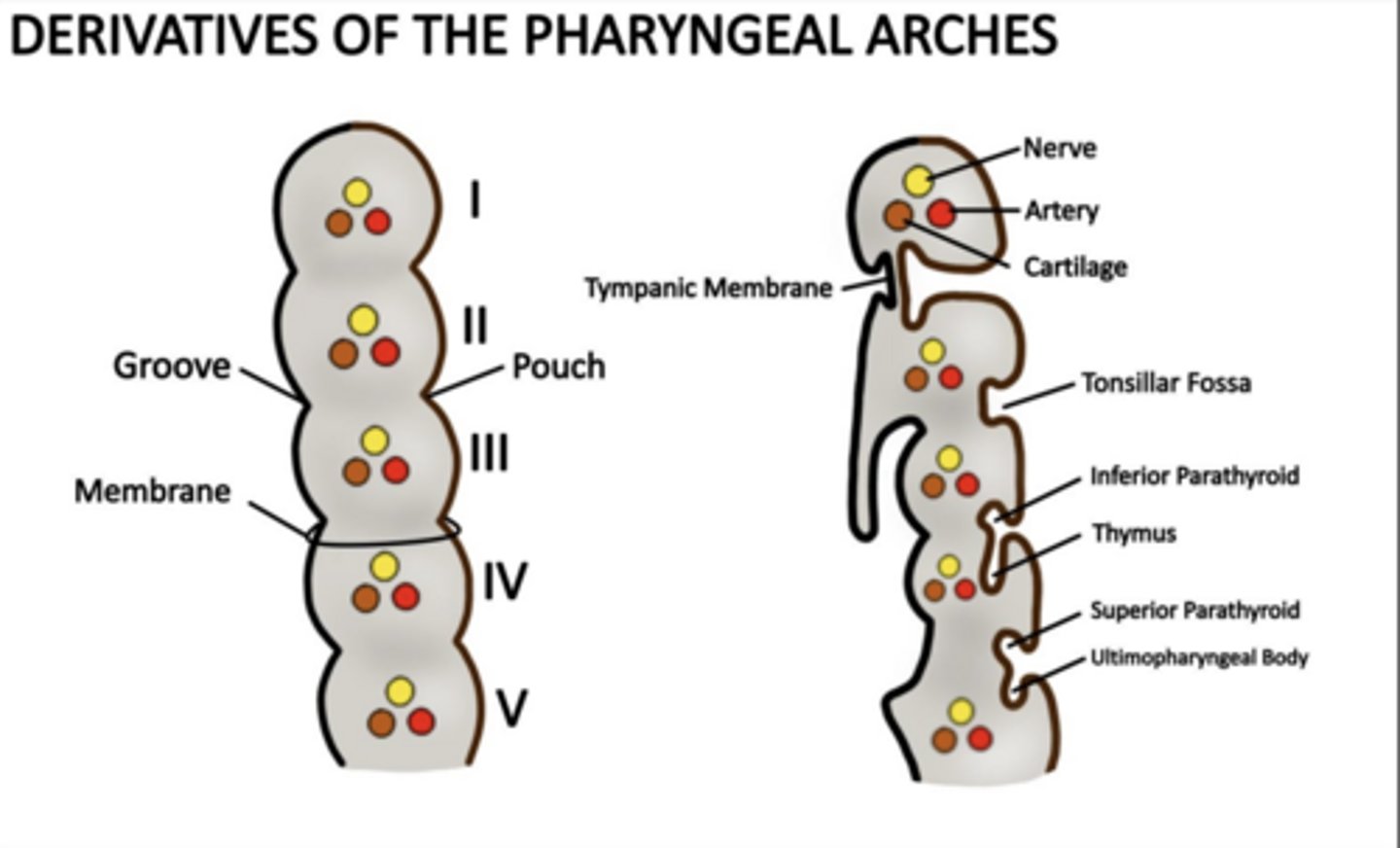 <p>Tympanic cavity and auditory tube.</p>