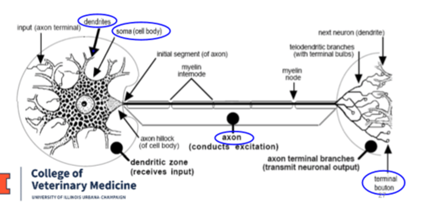 <p>1. dendrites</p><p>2. cell body (soma/ perikaryon)</p><p>3. axon</p><p>4. terminal boutons</p>