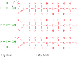 <p>The Condensation Reaction</p>