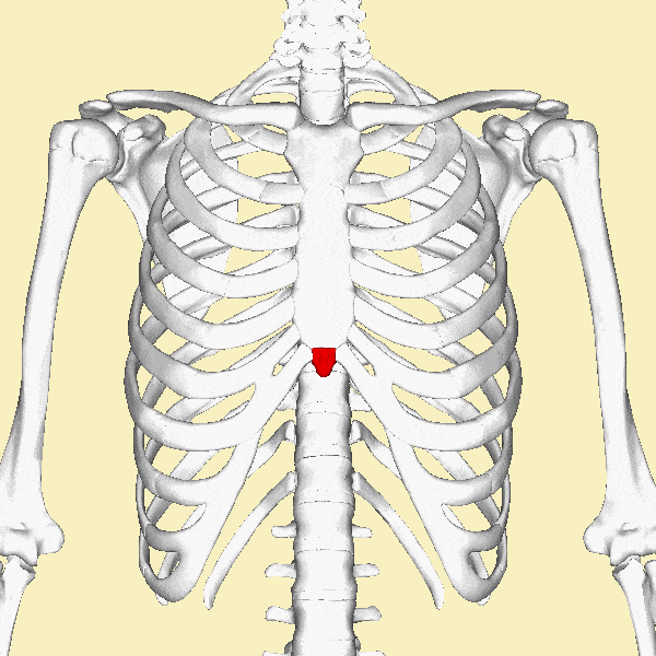 Identify the highlighted part of this bone