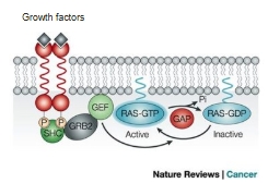 <ul><li><p class="Paragraph WhiteSpaceCollapse SCXP33051713 BCX8" style="text-align: left;"><span>Ras is the main signal-transducer protein for growth factors e.g. Fibroblast growth factor (FGF), epidermal growth factor (EGF)</span><span style="line-height: 0px;"><span></span></span></p></li></ul><p class="Paragraph WhiteSpaceCollapse SCXP33051713 BCX8" style="text-align: left;"><span style="line-height: 0px;"><span></span></span></p><ul><li><p class="Paragraph WhiteSpaceCollapse SCXP33051713 BCX8" style="text-align: left;"><span>Ras is a small </span><strong><span>MONOMERIC</span></strong><span> G-protein (very small)</span><span style="line-height: 0px;"><span></span></span></p></li></ul><p></p>