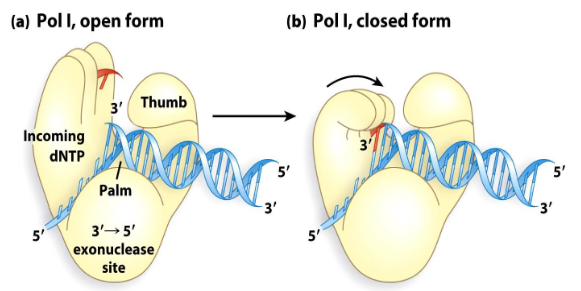 <p>When the correct base is in the fingers, the enzyme squeezes together, forcing the NTP down to the template.</p>