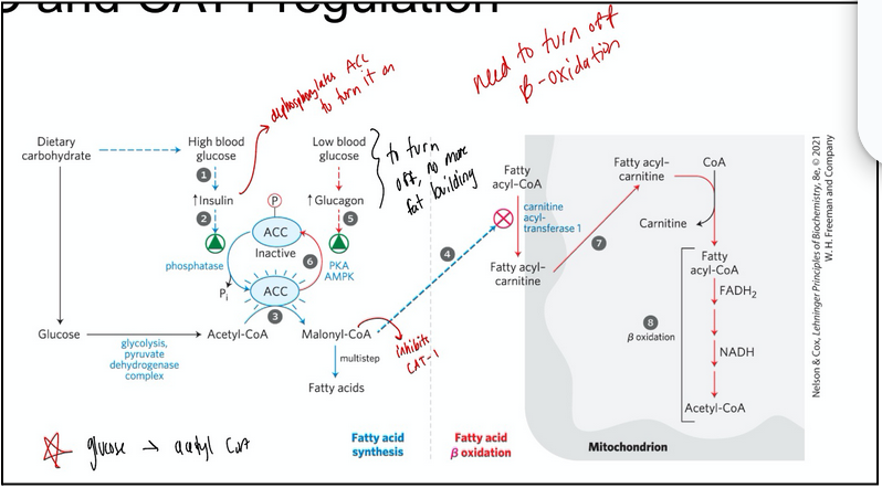 <ul><li><p><span style="background-color: transparent;">ACC -- which makes malonyl-CoA is inhibited when phosphorylated</span></p></li><li><p><span style="background-color: transparent;">High blood glucose dephosphorylates this enzyme making it more active</span></p></li><li><p><span style="background-color: transparent;">The product, malonyl-CoA inhibits carnitine acyl-transferase I. Restricting the amount og fatty acyl-CoA that can enter the mitochondria for oxidative breakdown</span></p></li><li><p><span style="background-color: transparent;">In the fasting state ACC is inactive and malonyl CoA is not being synthesized and beta-oxidation is favoured.</span></p></li></ul><p></p>
