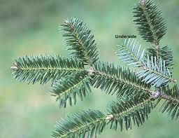 <p>Dark green needles with white bands on underside - common name</p>