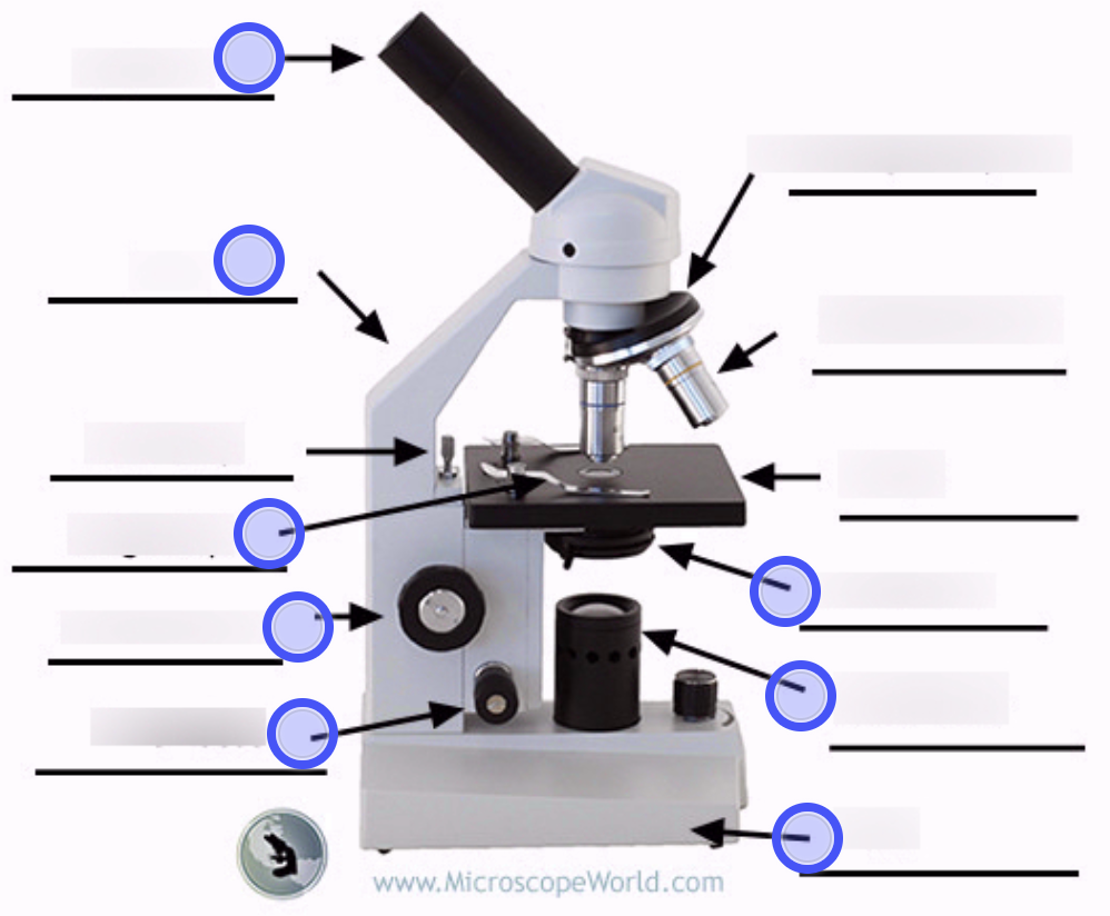 <p>Going from up to down in columns, label this diagram. (ignore the third arrow)</p>