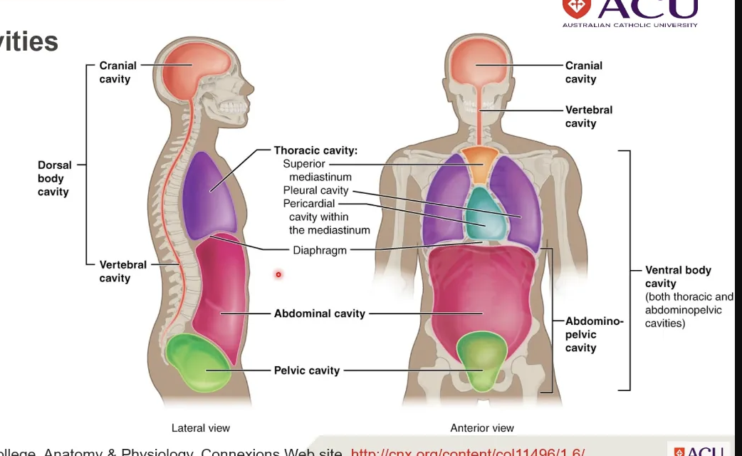 <p>body cavities </p>