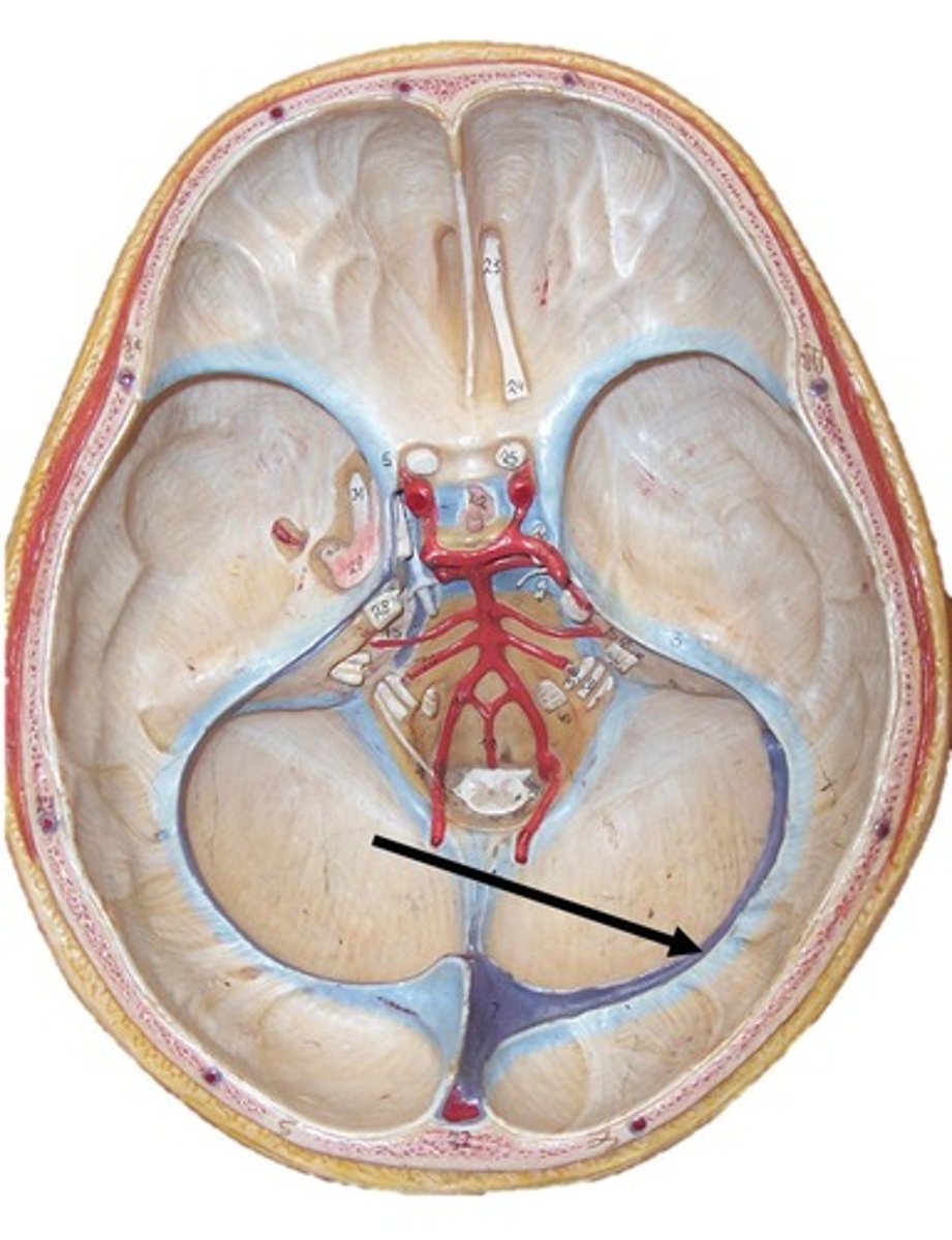 <p>runs horizontally from the rear of the head toward each ear</p>