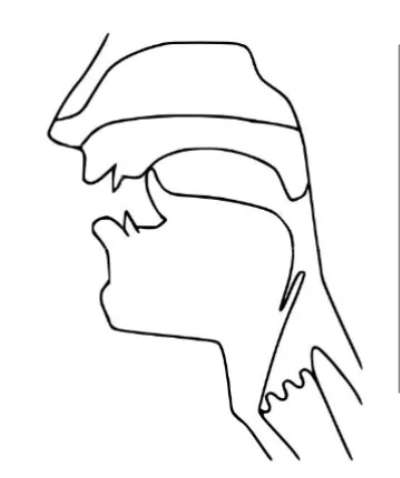<p>articulated with the tongue curled backwards in the alveolar area</p>