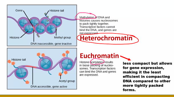 <ol><li><p>look at the picture</p></li><li><p>questions can also come from demethylation and deacetylation.&nbsp;</p></li></ol><p></p>