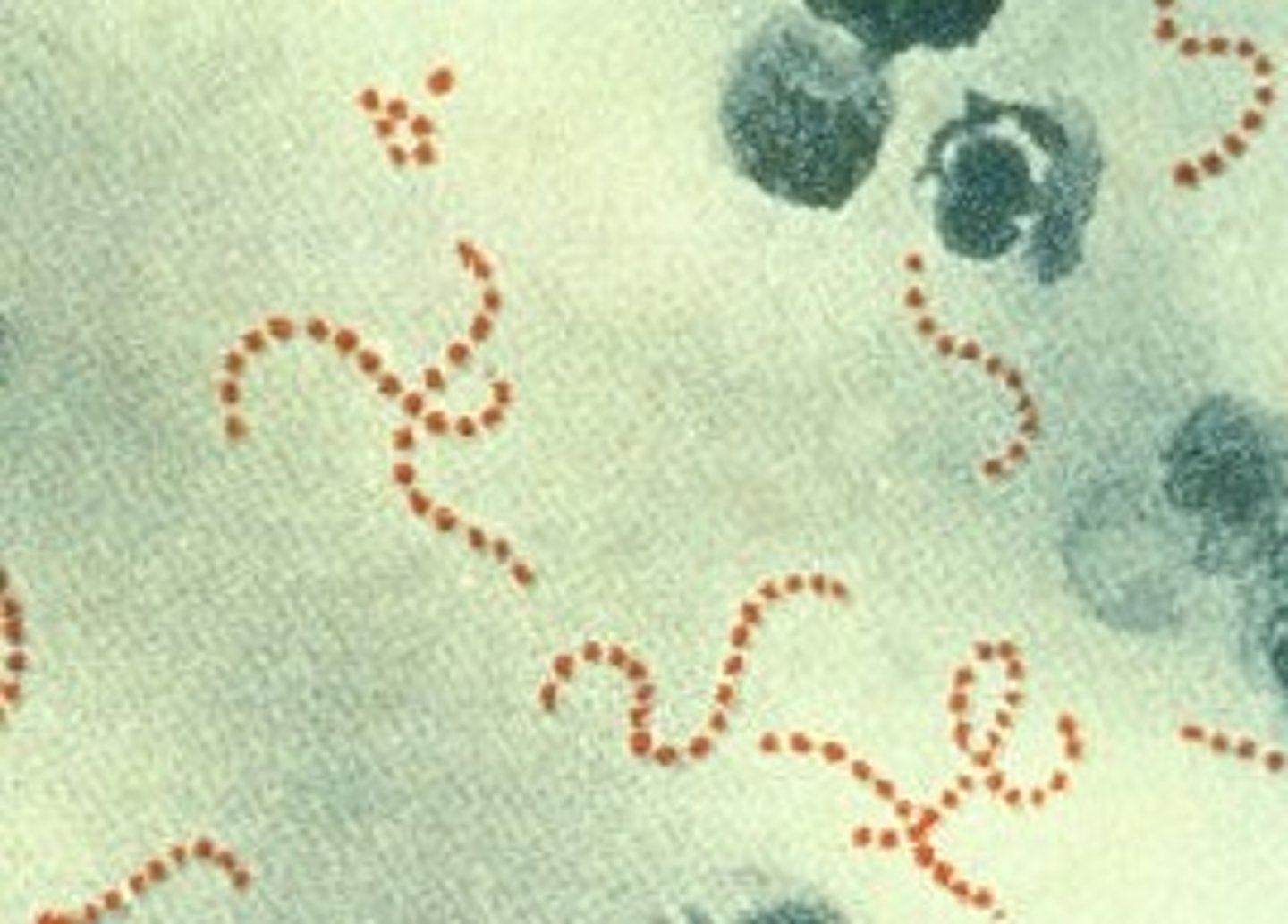 <p>pus-forming bacteria arranged in curved lines resembling a string of beads. They cause infections such as strep throat and blood poisoning</p>