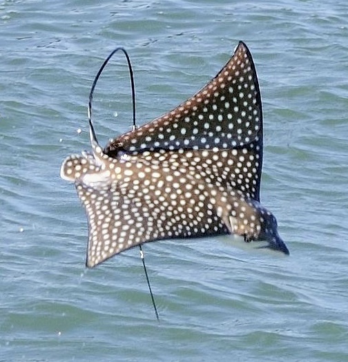<p>Eagle Rays</p>