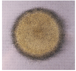 <p>multicellular, composed of hyphae (filaments) forming a mycelium, and reproduce using spores.</p>