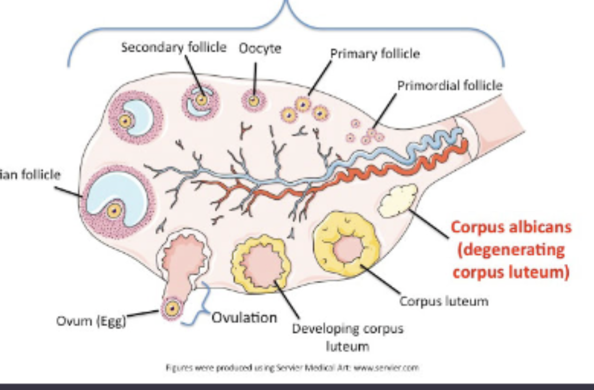 <p>parts of the ovary</p><p>corpus albicans</p>