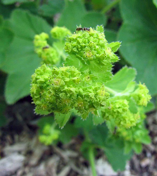 <p>rosacées</p>