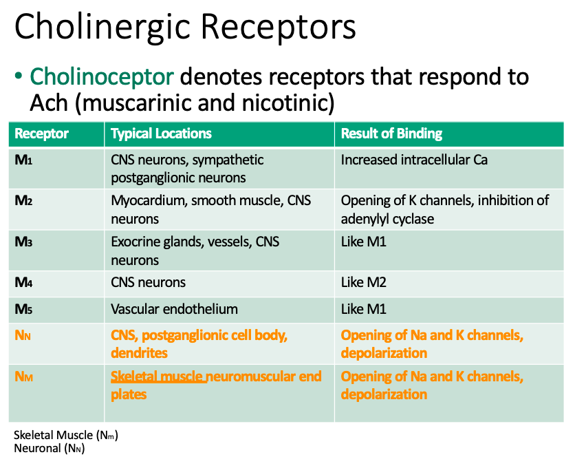 <p><span><strong>[...]</strong> denotes receptors that respond to Ach (muscarinic and nicotinic)</span></p>