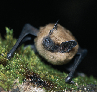 <p>big brown bat</p>