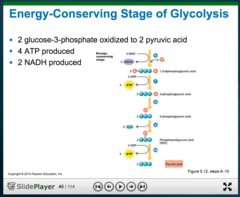 <p>oxidizes the 3-carbon compounds to pyruvate while generating 2 molecules of ATP. Payoff phase. Collect energy from high energy metabolites</p>