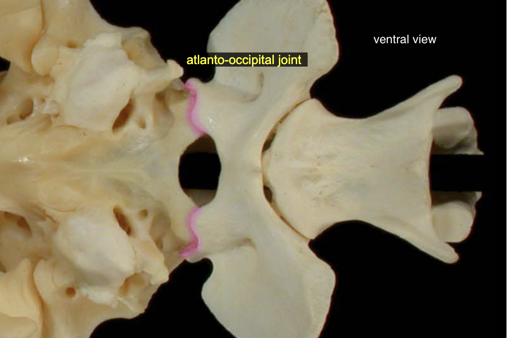 <p>skull → C1</p><p>A: ventral flexion &amp; extension (yes (knod) movement)</p>