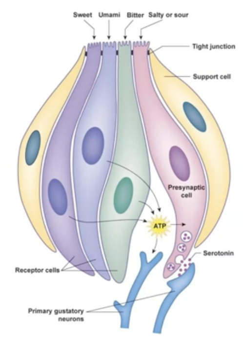 <p>Gustatory Receptors (Remember using GT almost like GTA where G is for gustatory and T for taste)</p>